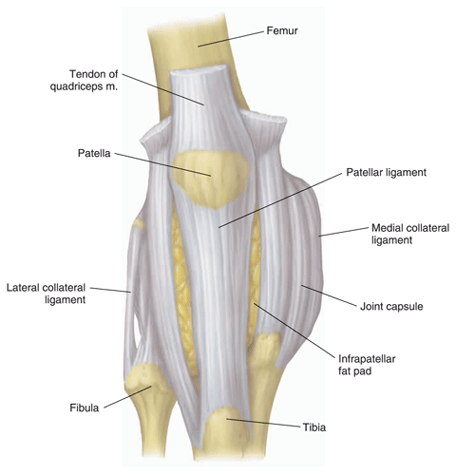 Knee ligaments