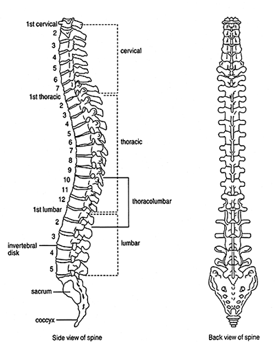 Normal human spine